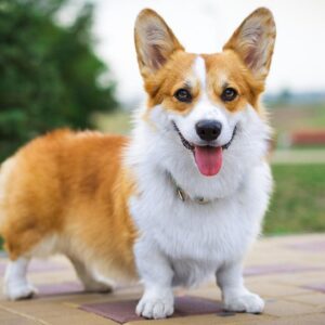 Perro-Razas pequeñas